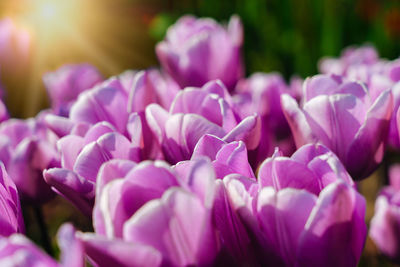 Close-up of pink flowers