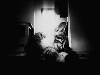 Cat sleeping in a house