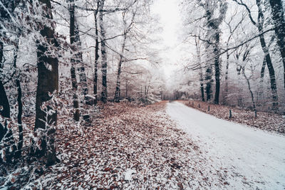 Road amidst trees in forest during winter