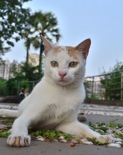 Portrait of cat sitting on footpath