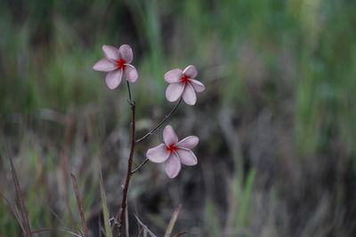 Close-up of pink flowering plant on field