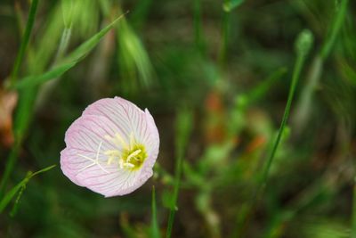Close-up of pink flower on field