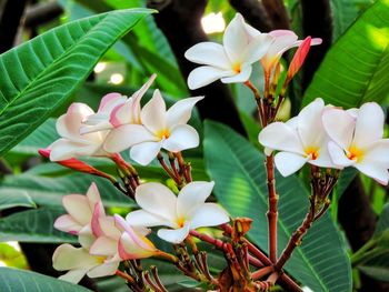 Close-up of white flowering plants