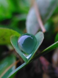 Close-up of water drops on flower