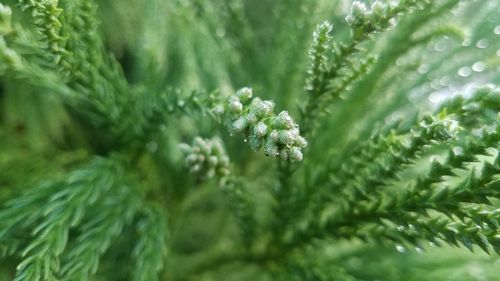 Close-up of pine tree leaves