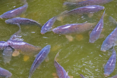 High angle view of fish swimming in water