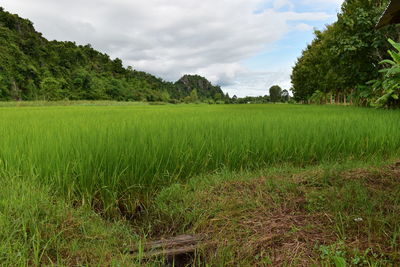 Scenic view of agricultural field against sky