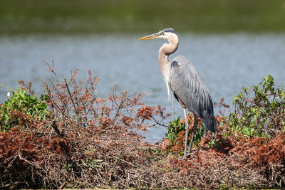 High angle view of gray heron perching on a lake