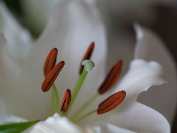 Close-up of white flowering plant