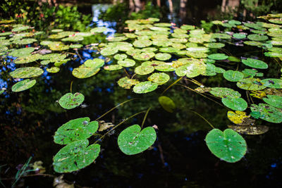 Close-up of water lily