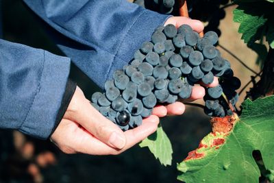 Midsection of man holding grapes