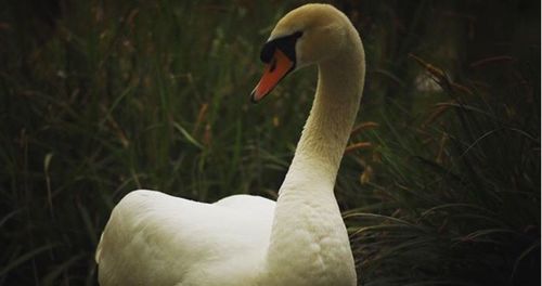 Close-up of swan