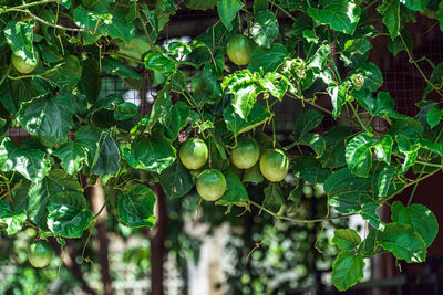 Close-up of fruits growing on tree