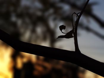 Close-up of branches against blurred background