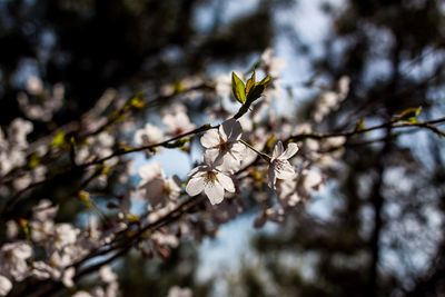 Close-up of cherry blossoms in spring