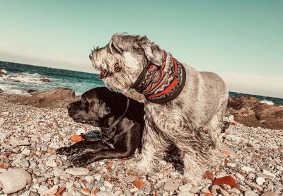 Dog on beach