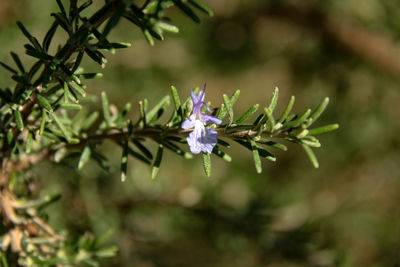 Aromatic herb, flowering rosemary