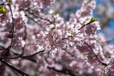 Low angle view of cherry blossoms in spring