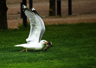 Swan on field