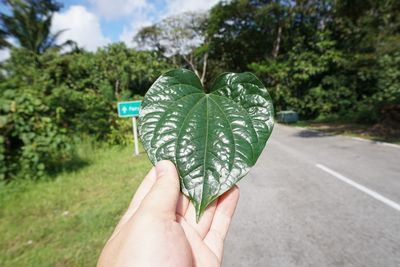 Cropped image of person holding plant against trees