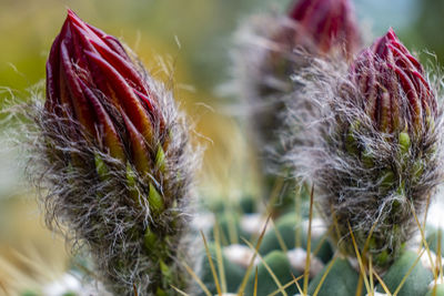 Close-up of wilted plant