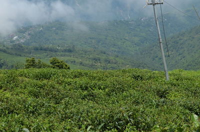 Scenic view of landscape