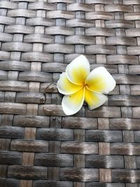 Directly above shot of yellow flower on table