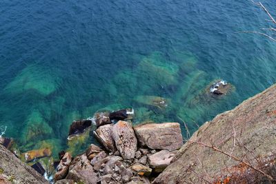 High angle view of turtle on rock in sea