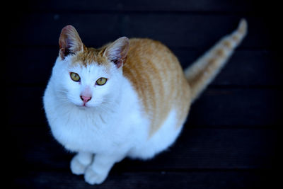 Portrait of white cat sitting on floor