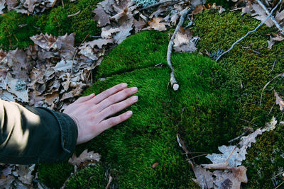 High angle view of man hands on plants