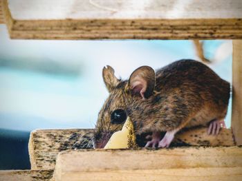 Close-up of mousel on wood from bird's house