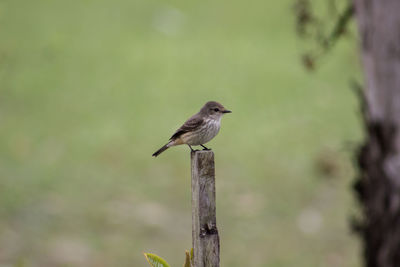 Close-up of bird perching on wooden post