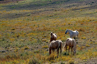 Horses in a field