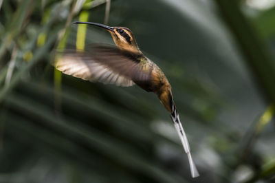 Close-up of bird flying