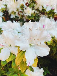 Close-up of white cherry blossom