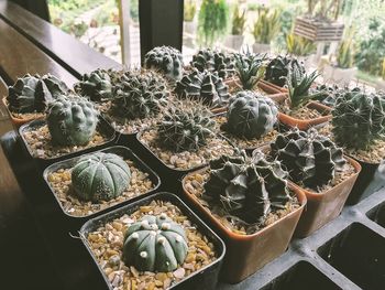 High angle view of potted cactus plants