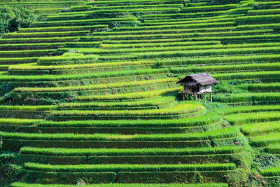 High angle view of rice terraces at mu cang chai district