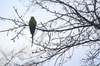 Low angle view of bird perching on bare tree against sky