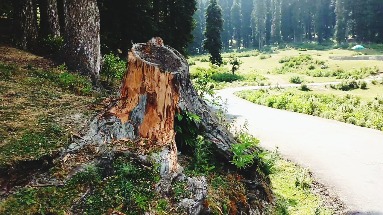 VIEW OF TREES ON GRASS