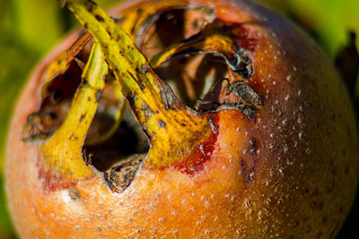 Close-up of insect on yellow leaf