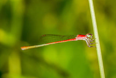 Close-up of grasshopper