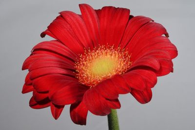 Close-up of red flower against white background