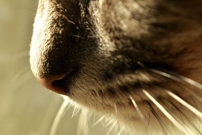 Close-up of giraffe