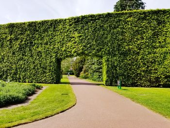 View of green plants growing on footpath