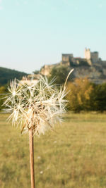 Close-up of dandelion on field against clear sky