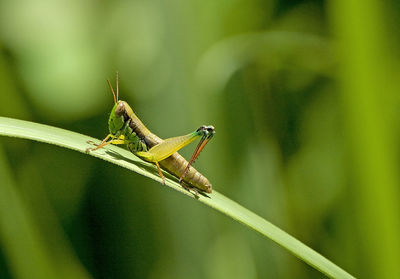 Close-up of insect on blade of grass