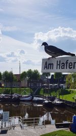 Birds by water against sky