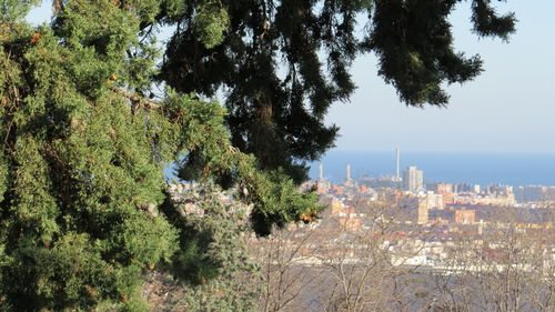 Trees by sea against sky in city