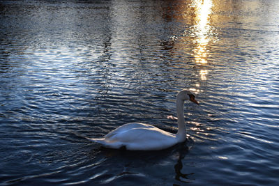 Swan swimming in lake