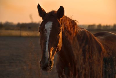 Horse standing in a sunset